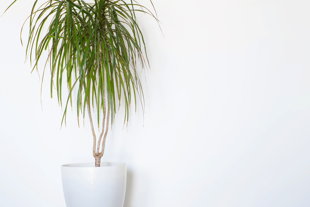 %20Dracaena%20marginata%20.png?1784038517880