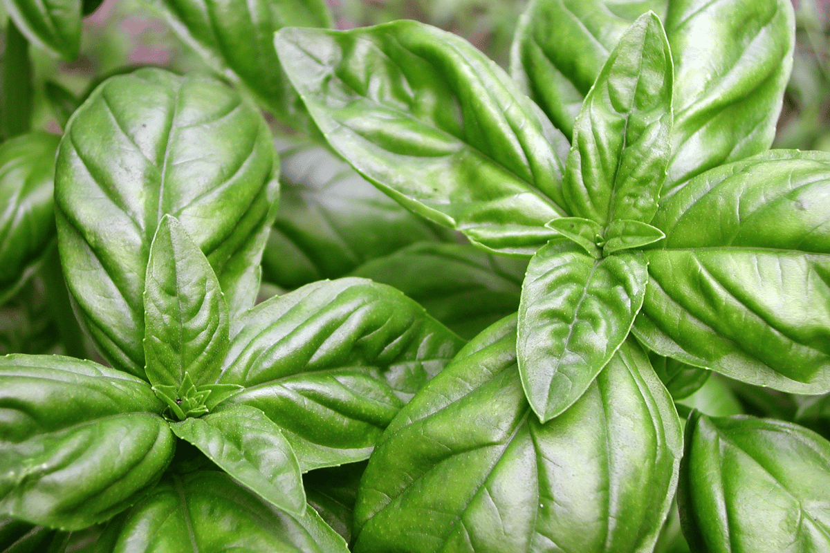%CE%B2%CE%B1%CF%83%CE%B9%CE%BB%CE%B9%CE%BA%CE%BF%CC%81%CF%82%20(Ocimum%20basilicum).png?1784895755271