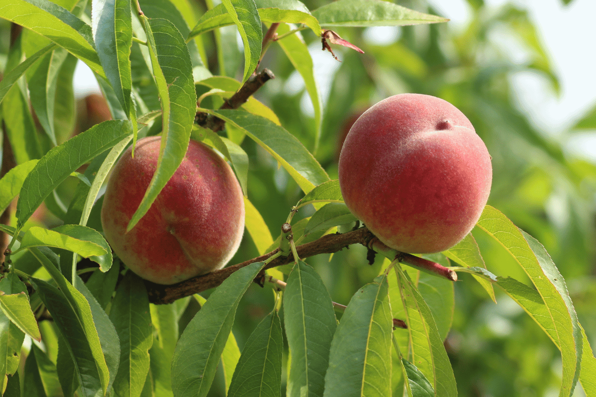 Οι στρατηγικές καινοτομίας της Venus Growers
