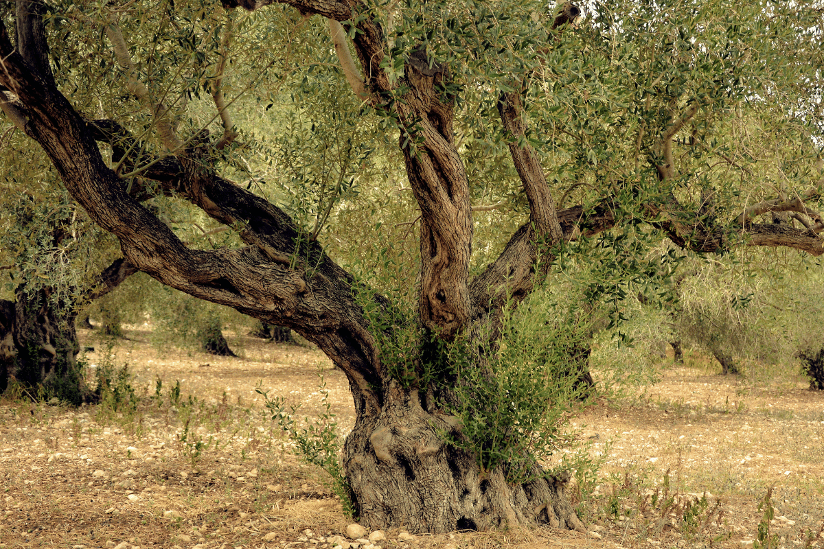 Σκευάσματα για τον ρυγχίτη και την καρπόβια γενιά του πυρηνοτρήτη στην ελιά