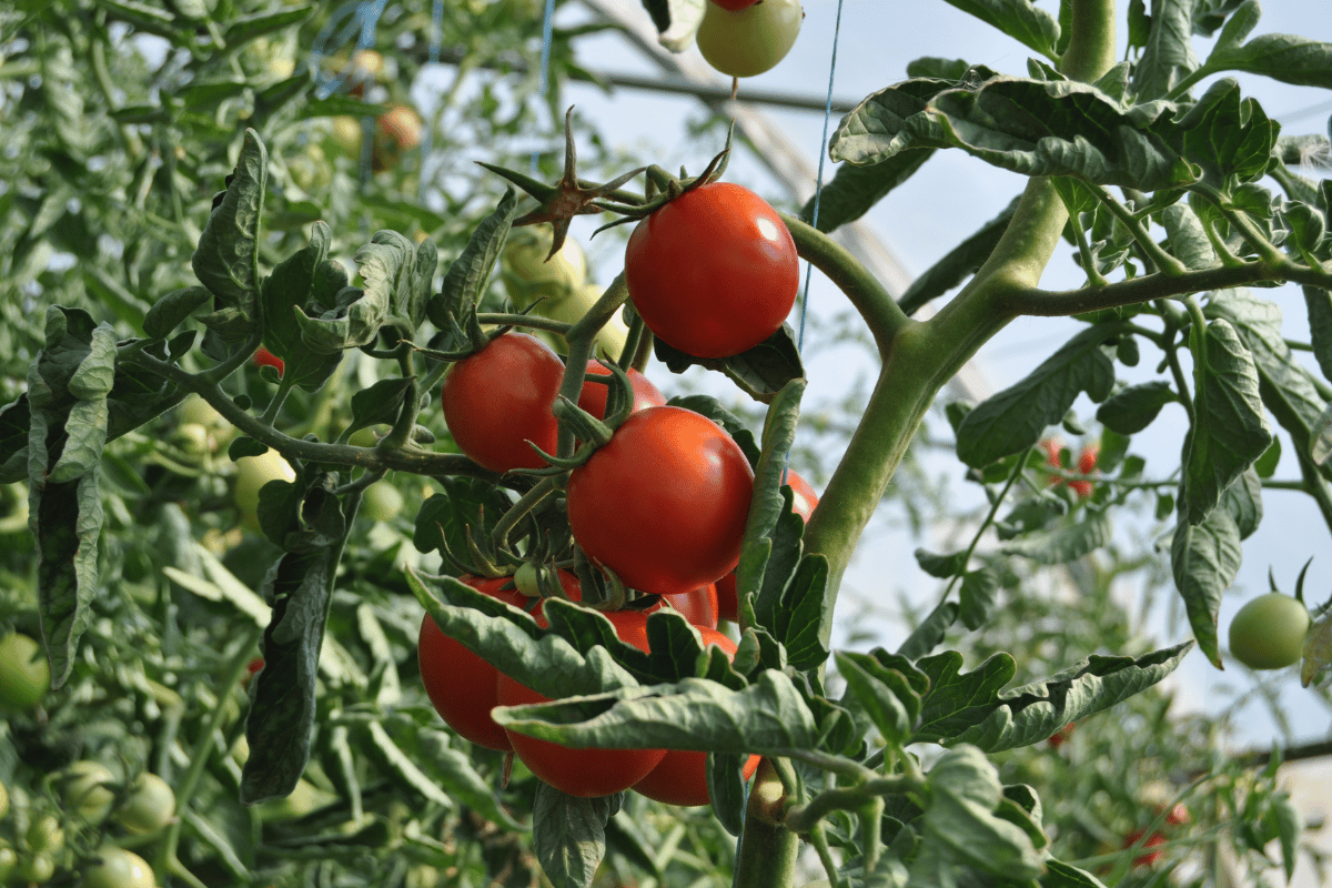 Πότε και γιατί επιλέγουμε βιολογικούς βιοδιεγέρτες