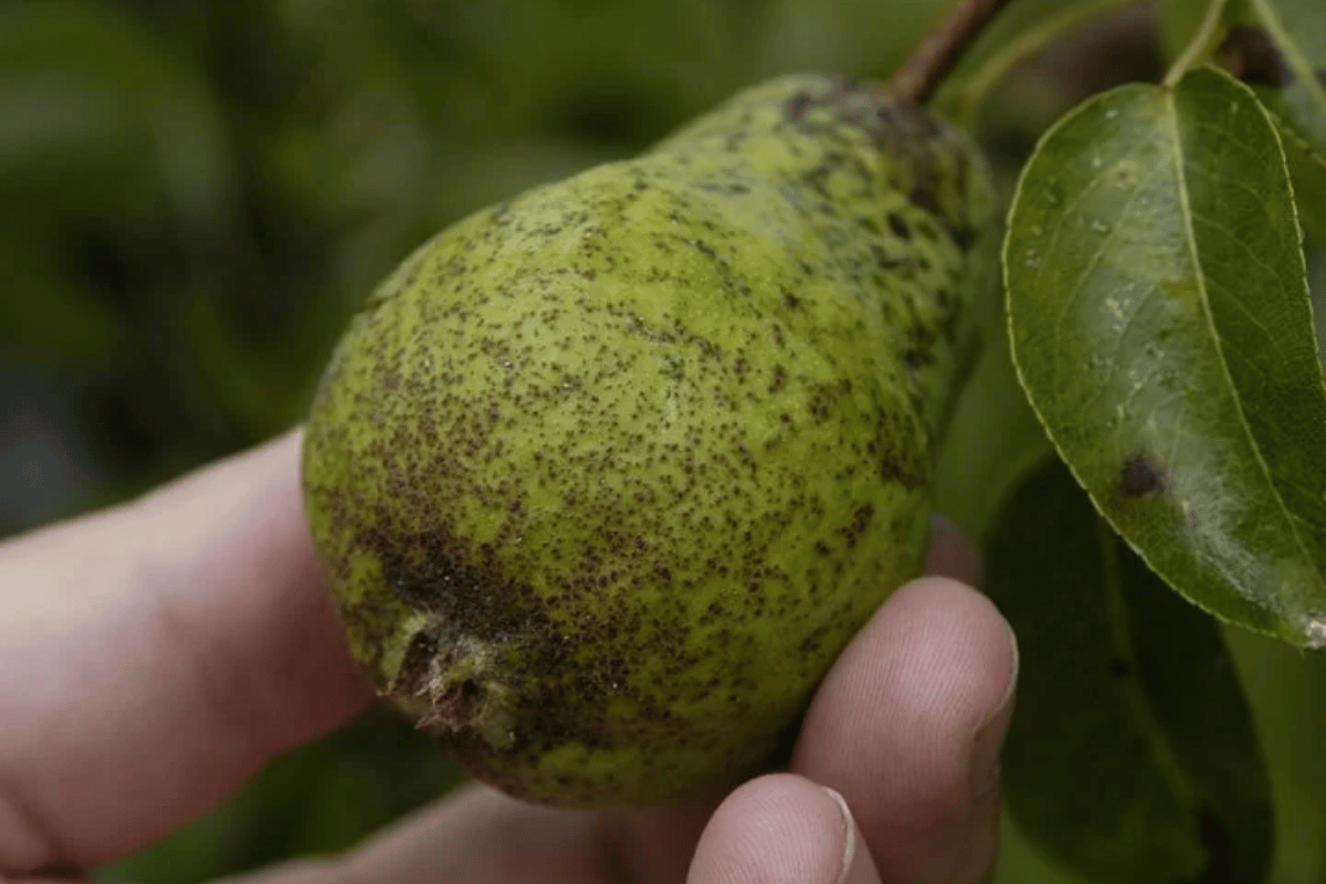 Πώς διαχειριζόμαστε την ψύλλα της αχλαδιάς και τα ξυλοφάγα λεπιδόπτερα