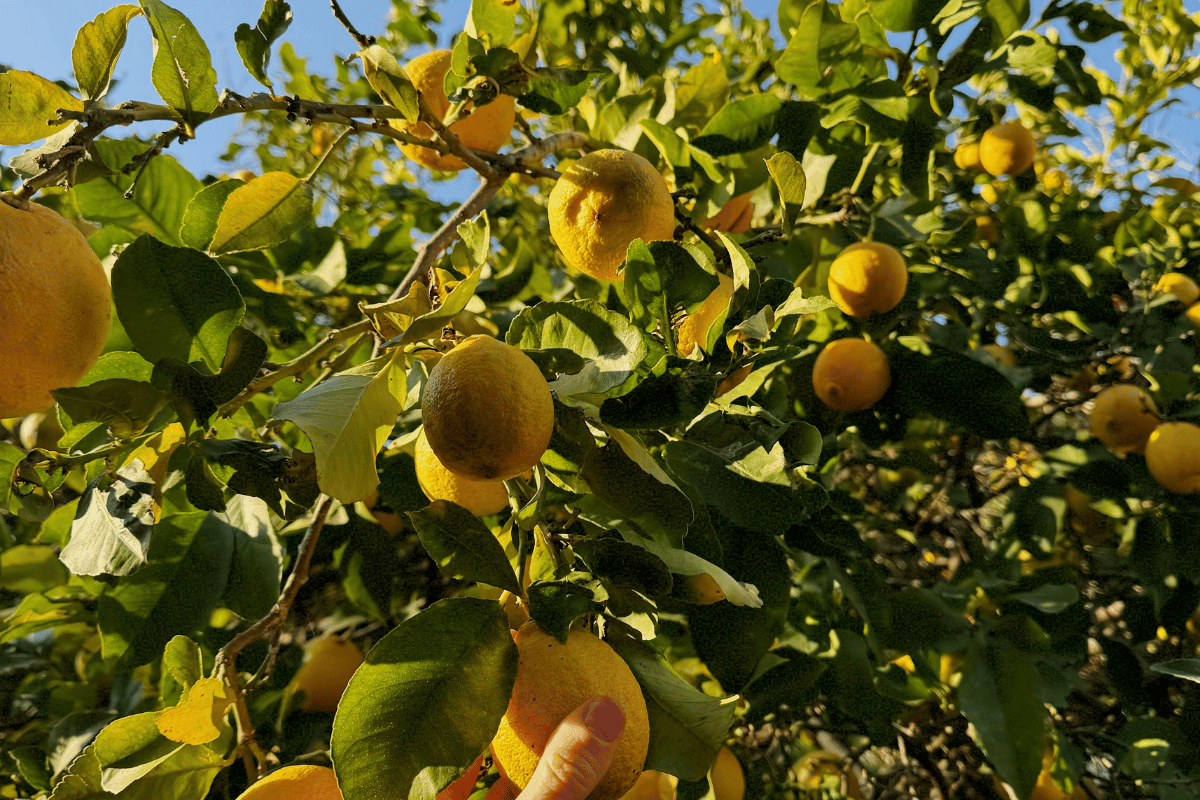 Γιατί πέφτουν τα φύλλα της λεμονιάς
