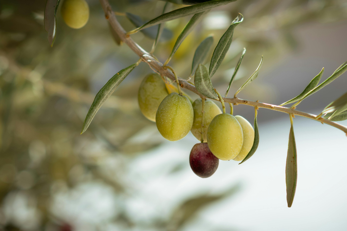 Δάκος και πώς επηρεάζει την ποιότητα του λαδιού