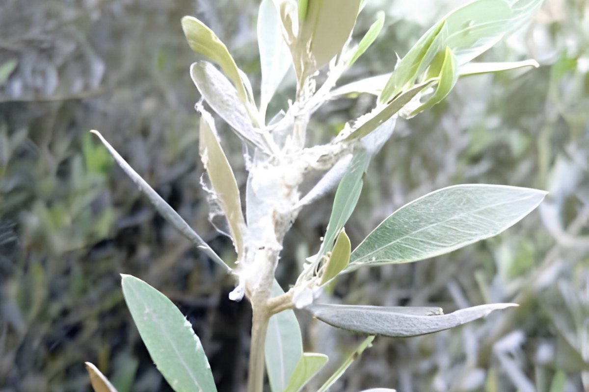 Νέος βλαστός ελιάς με λευκές κηρώδεις μάζες βαμβακάδας