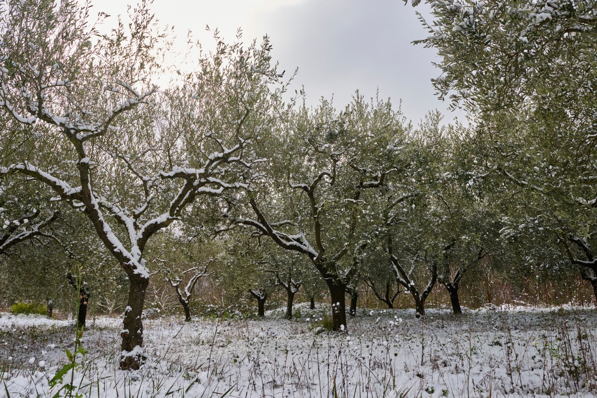 Ελαιώνας με χιόνι στα κλαδιά και στο έδαφος