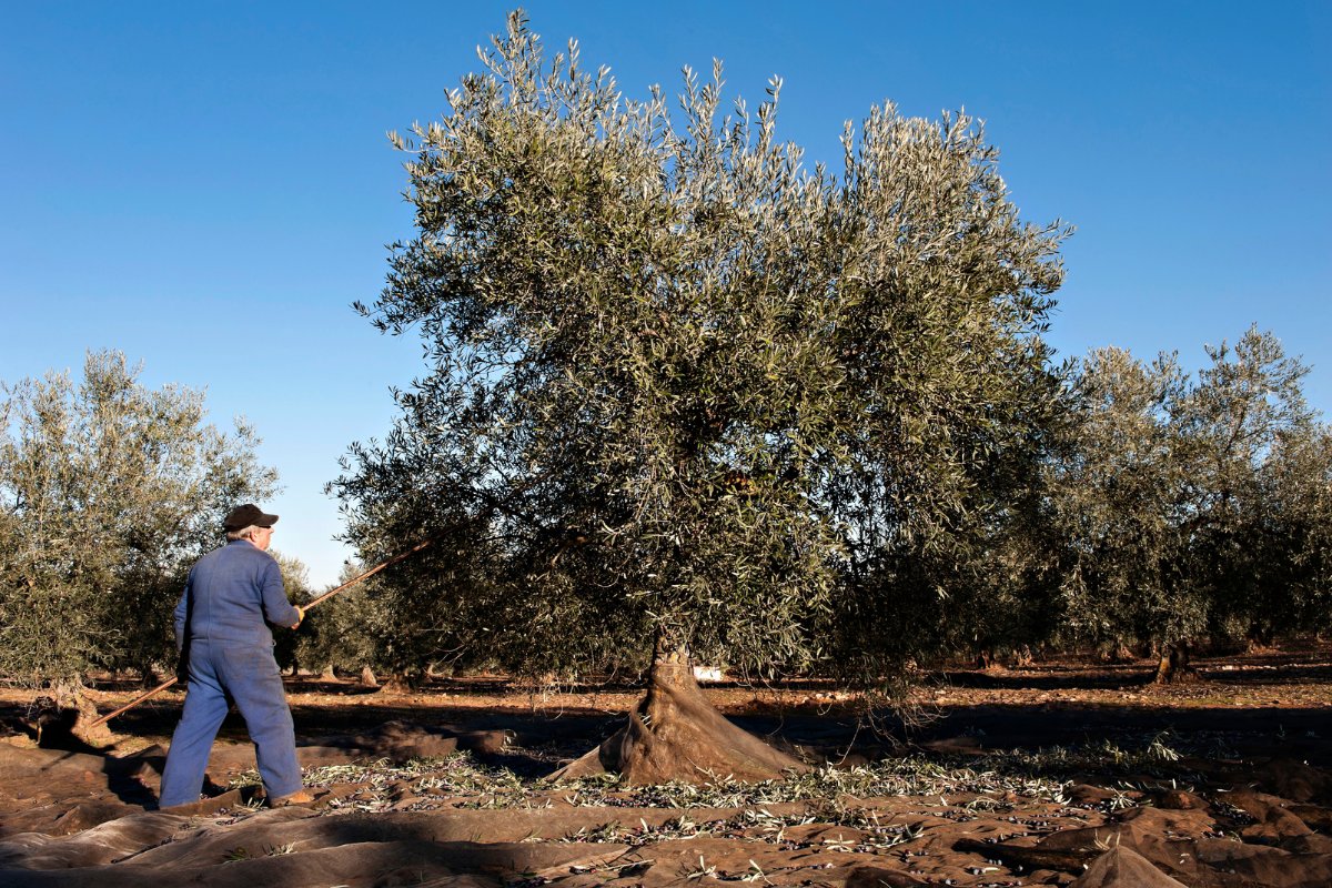 Ράβδισμα ελαιόδεντρου με κοντάρι πάνω από απλωμένα δίχτυα