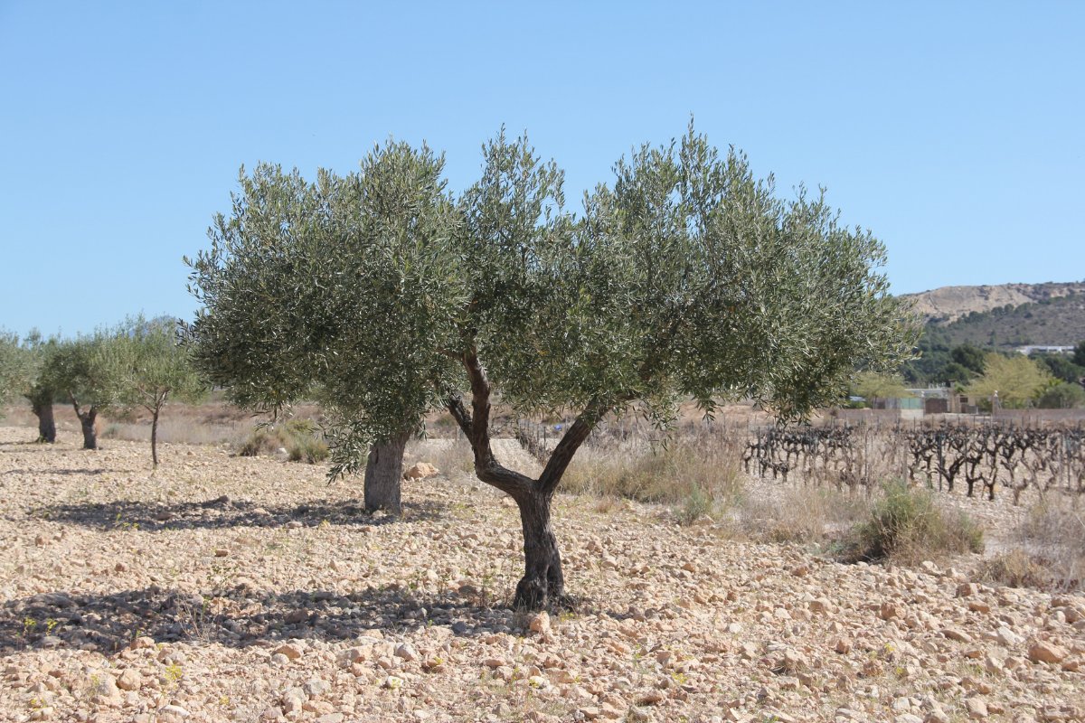 Ελαιόδεντρο σε ξερό, πετρώδες χωράφι
