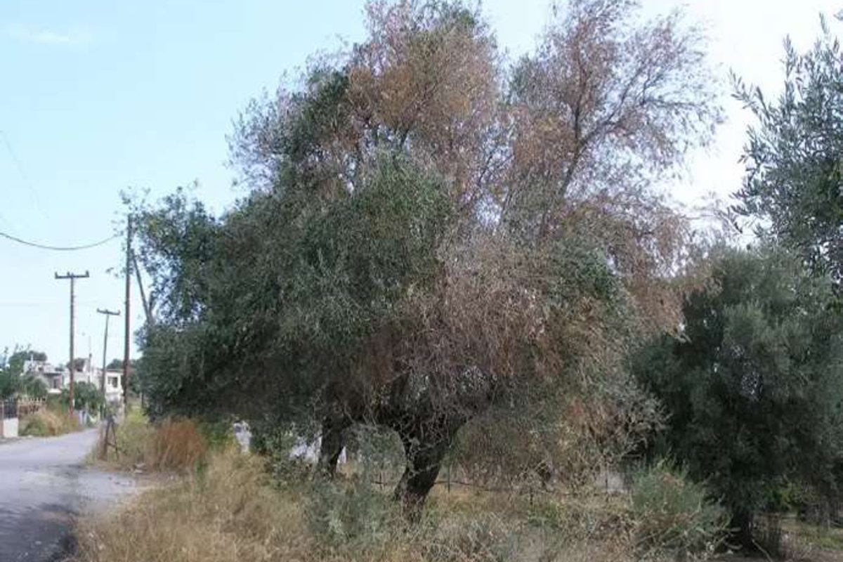 Ελαιόδεντρο με ξερό μεγάλο τμήμα της κόμης