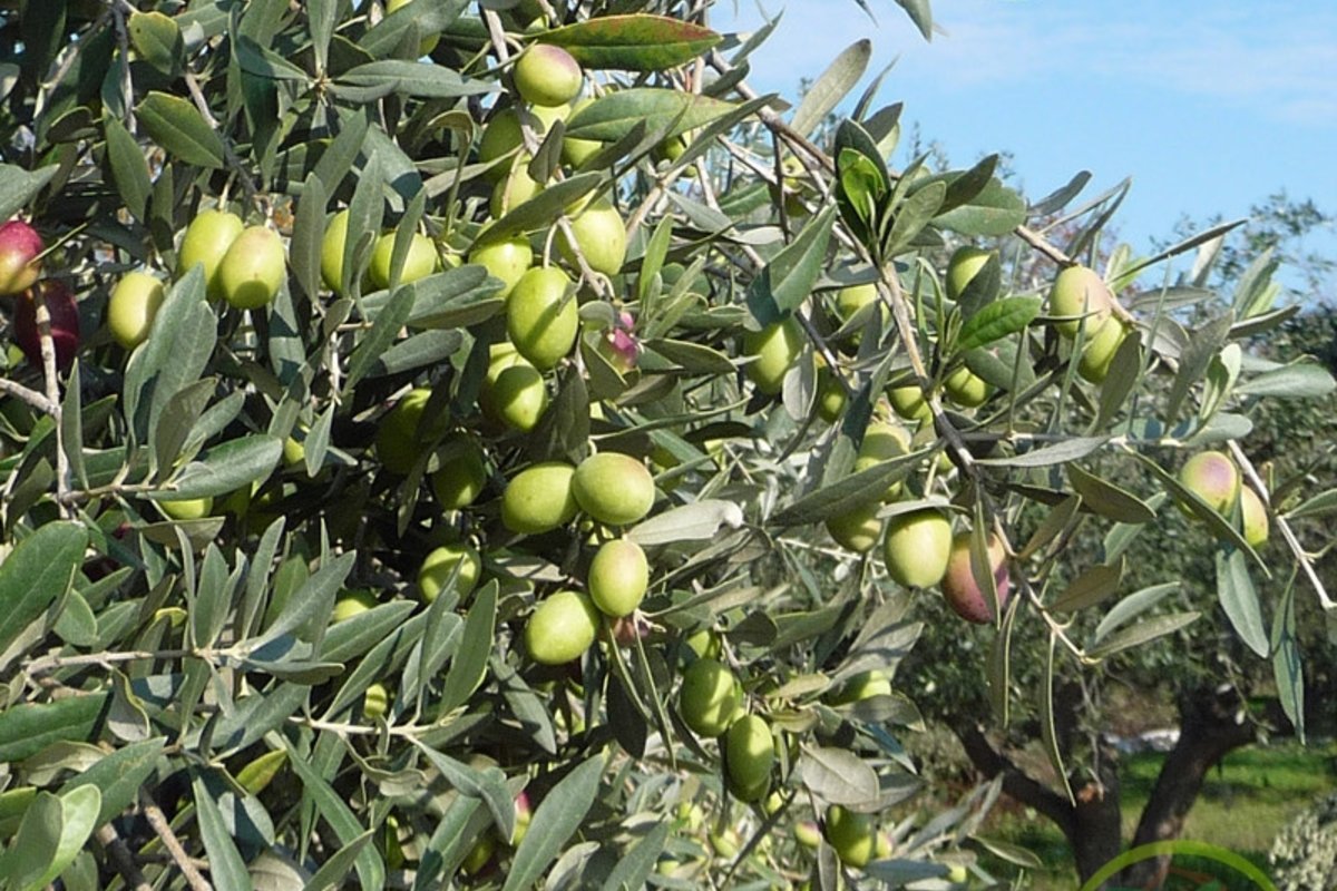 Ελαιόδεντρο με πολλούς πράσινους καρπούς