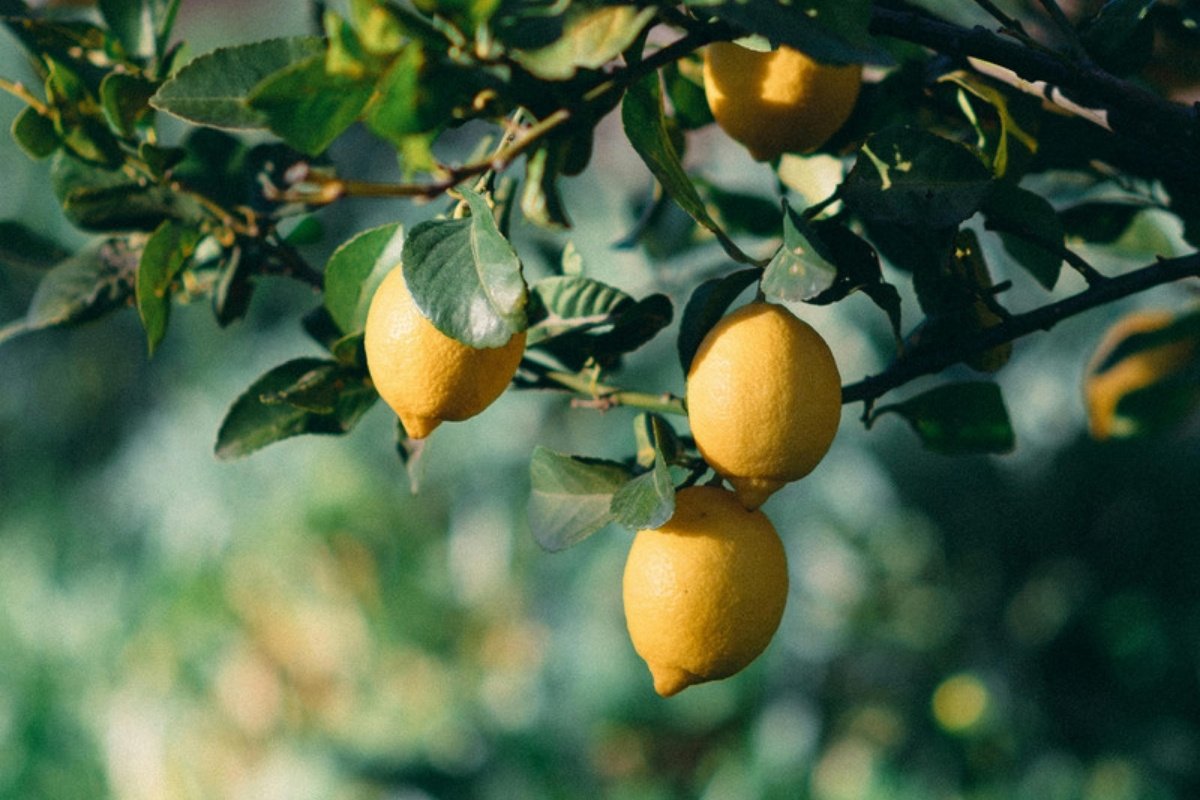 Λεμόνια και φύλλα σε κλαδιά λεμονιάς