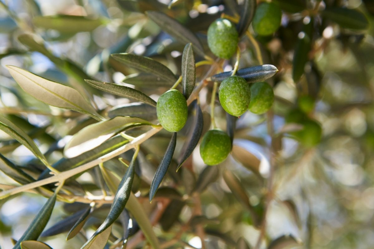 Πράσινες ελιές σε κλαδιά ελαιόδεντρου