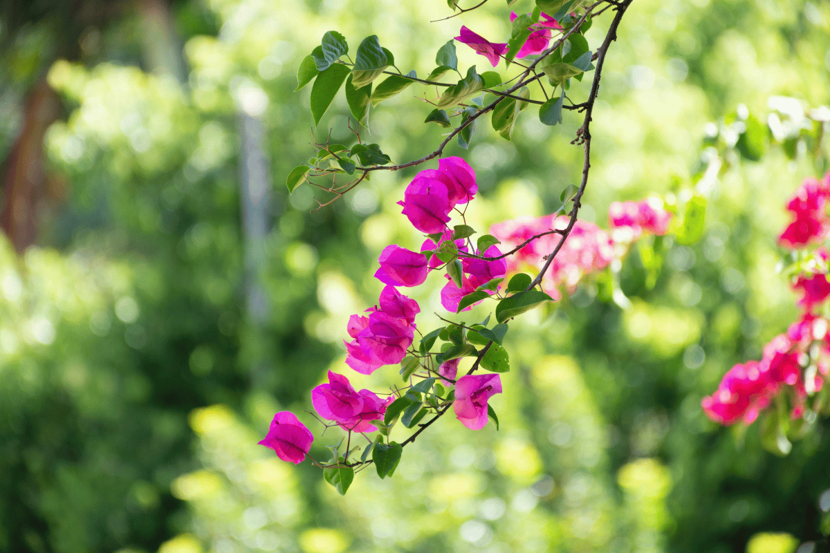 Bougainvillea glabra Bougainvillea glabra