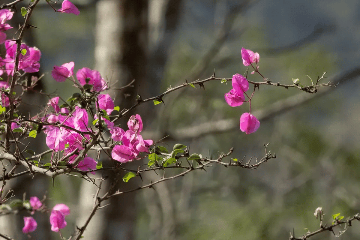 Bougainvillea%20peruviana%20.png?1783953079062