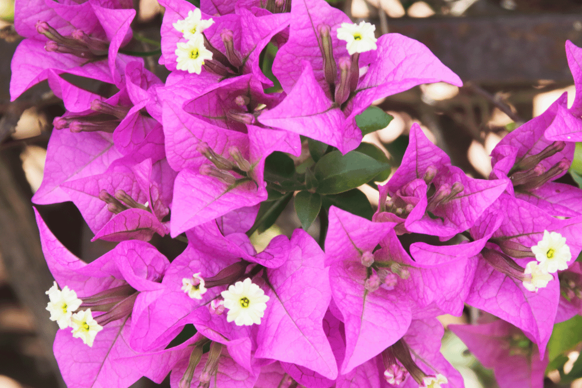 Bougainvillea spectabilis Bougainvillea spectabilis