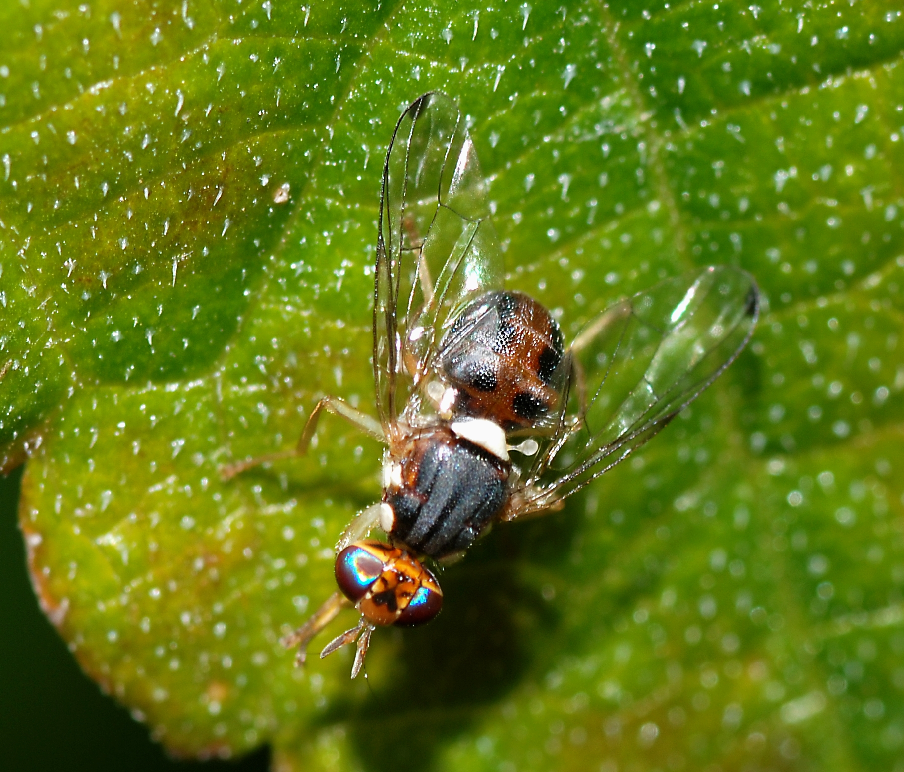 Fly_December_2007-11.jpg?1787922796254