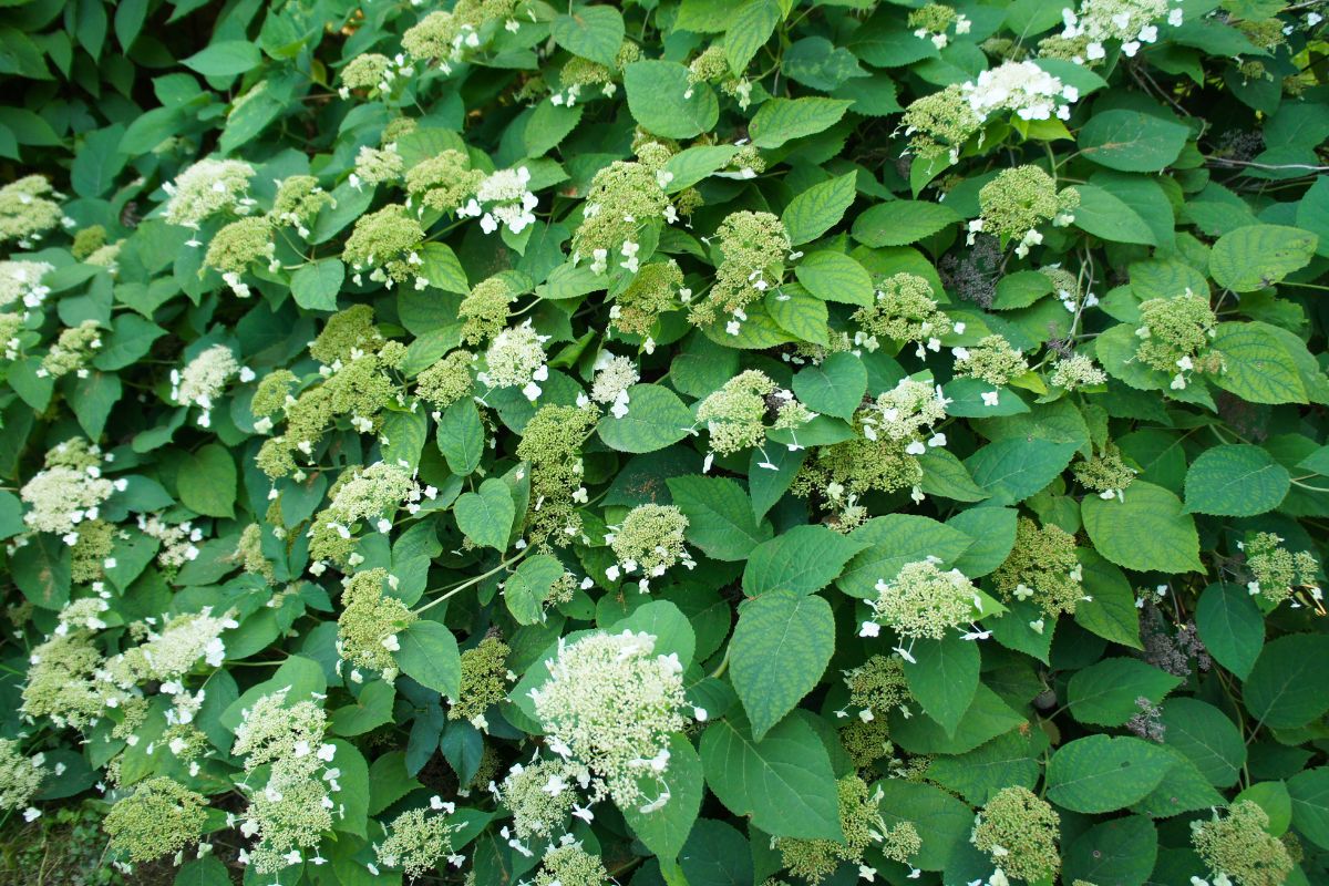 Hydrangea%20anomala%20-%20%CE%91%CE%BD%CE%B1%CF%81%CF%81%CE%B9%CF%87%CF%89%CC%81%CE%BC%CE%B5%CE%BD%CE%B7%20%CE%BF%CF%81%CF%84%CE%B1%CE%BD%CF%83%CE%B9%CC%81%CE%B1.jpg?1784711220718