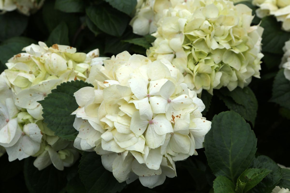 Hydrangea%20macrophylla%20-%20%CE%9F%CF%81%CF%84%CE%B1%CE%BD%CF%83%CE%B9%CC%81%CE%B1%20%CE%B7%20%CE%BC%CE%B5%CE%B3%CE%B1%CE%BB%CE%BF%CC%81%CF%86%CF%85%CE%BB%CE%BB%CE%B7%20.jpg?1784711171794