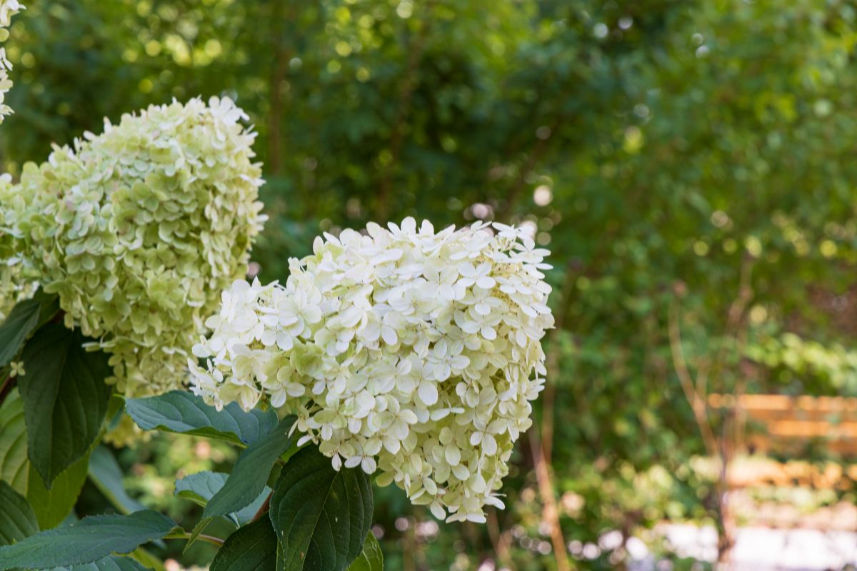 Hydrangea%20paniculata%20-%20%CE%9F%CF%81%CF%84%CE%B1%CE%BD%CF%83%CE%B9%CC%81%CE%B1%20%CE%B7%20%CF%86%CE%BF%CE%B2%CE%BF%CE%B5%CE%B9%CE%B4%CE%B7%CC%81%CF%82.jpg?1784711189690