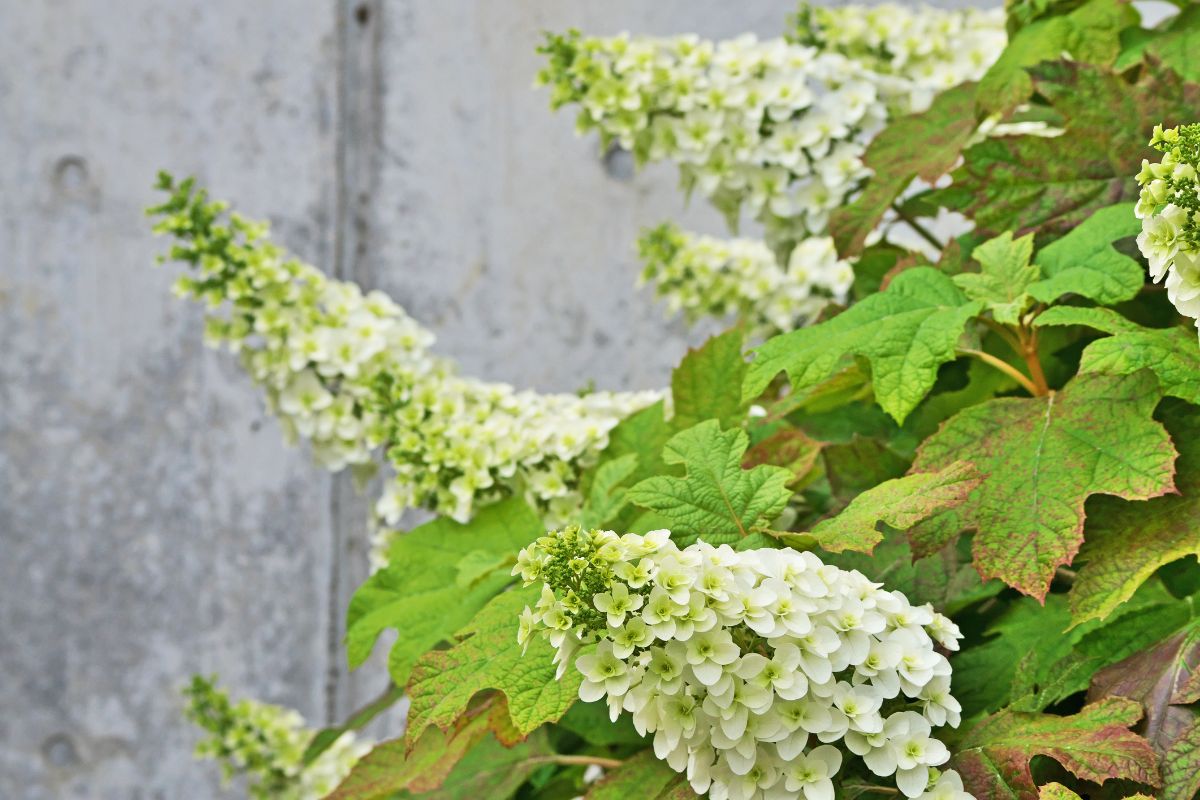 Hydrangea%20quercifolia%20-%20%CE%9F%CF%81%CF%84%CE%B1%CE%BD%CF%83%CE%B9%CC%81%CE%B1%20%CE%B7%20%CE%B4%CF%81%CF%85%CE%BF%CC%81%CF%86%CF%85%CE%BB%CE%BB%CE%B7%20.jpg?1784711207179