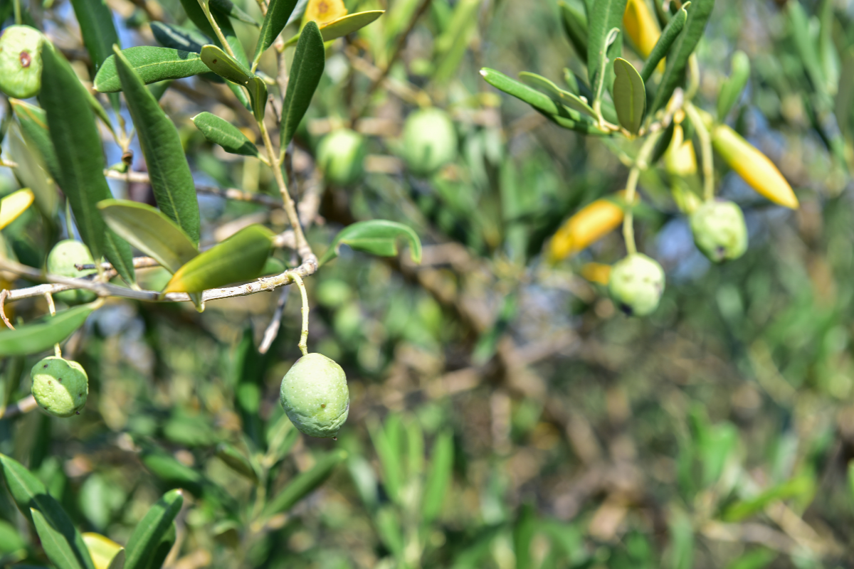 Infested%20mediterranean%20olive%20tree%20by%20olive%20fruit%20fly%20Bactrocera%20oleae.png?1787923180496