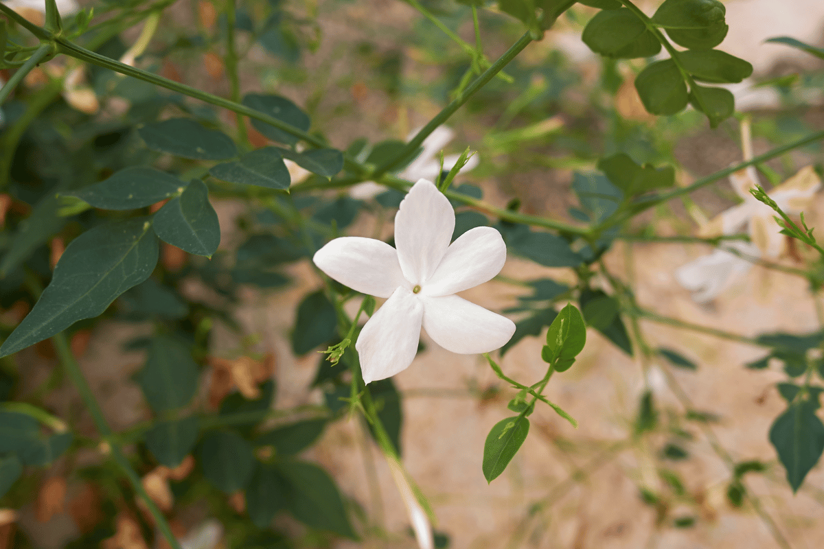 Jasminum%20grandiflorum%20(%CE%B9%CF%83%CF%80%CE%B1%CE%BD%CE%B9%CE%BA%CE%BF%CC%81%20%CE%B7%CC%81%20%CE%9A%CE%B1%CF%84%CE%B1%CE%BB%CE%B1%CE%BD%CE%B9%CE%BA%CE%BF%CC%81%20%CE%B3%CE%B9%CE%B1%CF%83%CE%B5%CE%BC%CE%B9%CC%81).png?1783521138484