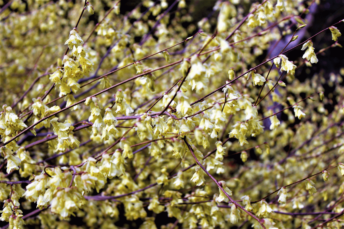 Jasminum%20nudiflorum%20(%CF%87%CE%B5%CE%B9%CE%BC%CF%89%CE%BD%CE%B9%CE%B1%CC%81%CF%84%CE%B9%CE%BA%CE%BF%20%CE%B3%CE%B9%CE%B1%CF%83%CE%B5%CE%BC%CE%B9%CC%81).png?1783521165484