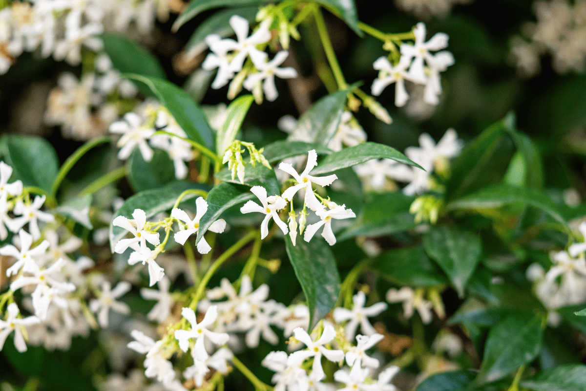 Jasminum%20officinale%20(%CE%BA%CE%BF%CE%B9%CE%BD%CE%BF%CC%81%20%CE%B3%CE%B9%CE%B1%CF%83%CE%B5%CE%BC%CE%B9%CC%81).png?1783521124581