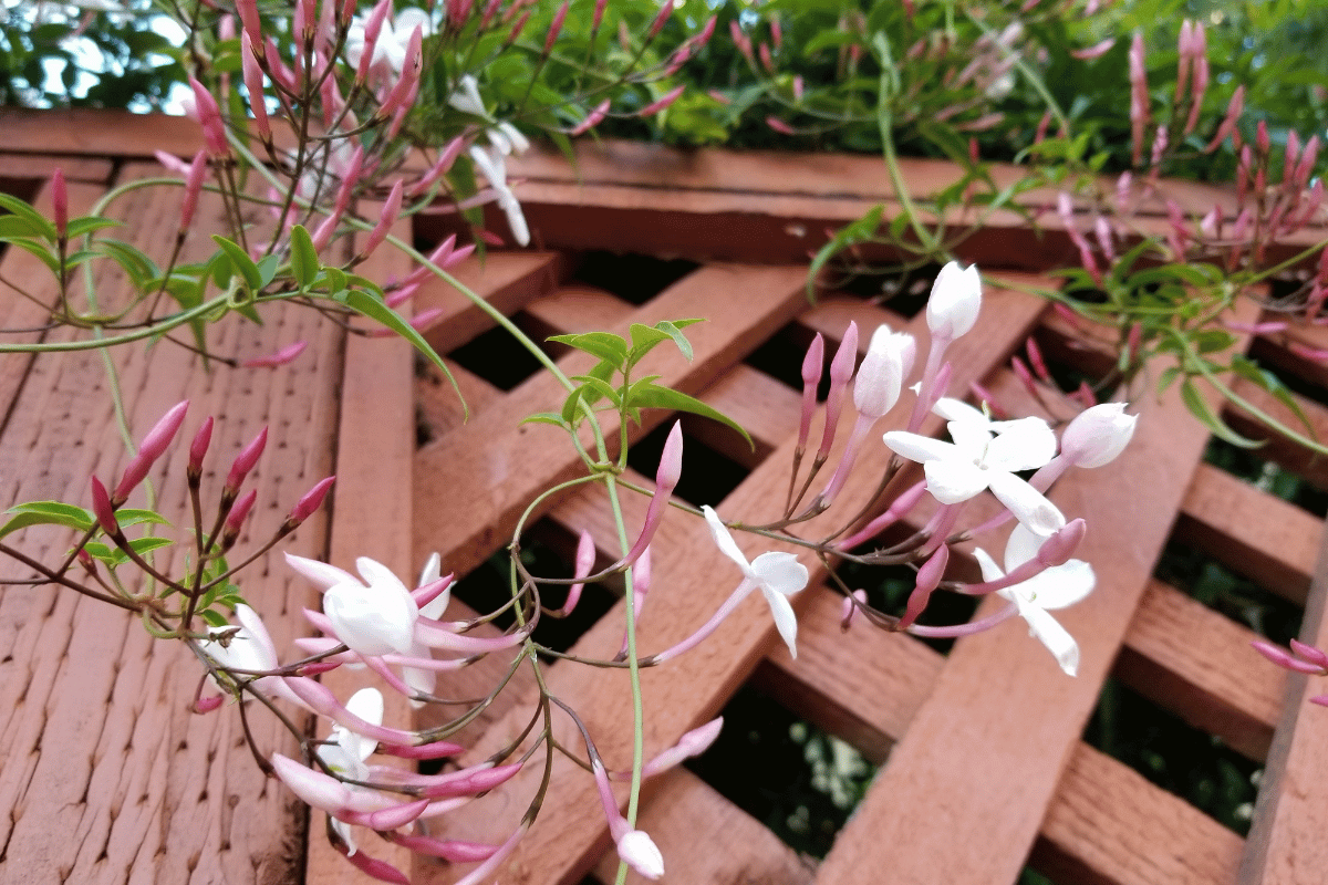 Jasminum%20polyanthum%20(%CE%BA%CE%B9%CE%BD%CE%B5%CC%81%CE%B6%CE%B9%CE%BA%CE%BF%20%CE%B3%CE%B9%CE%B1%CF%83%CE%B5%CE%BC%CE%B9%CC%81).png?1783521153182