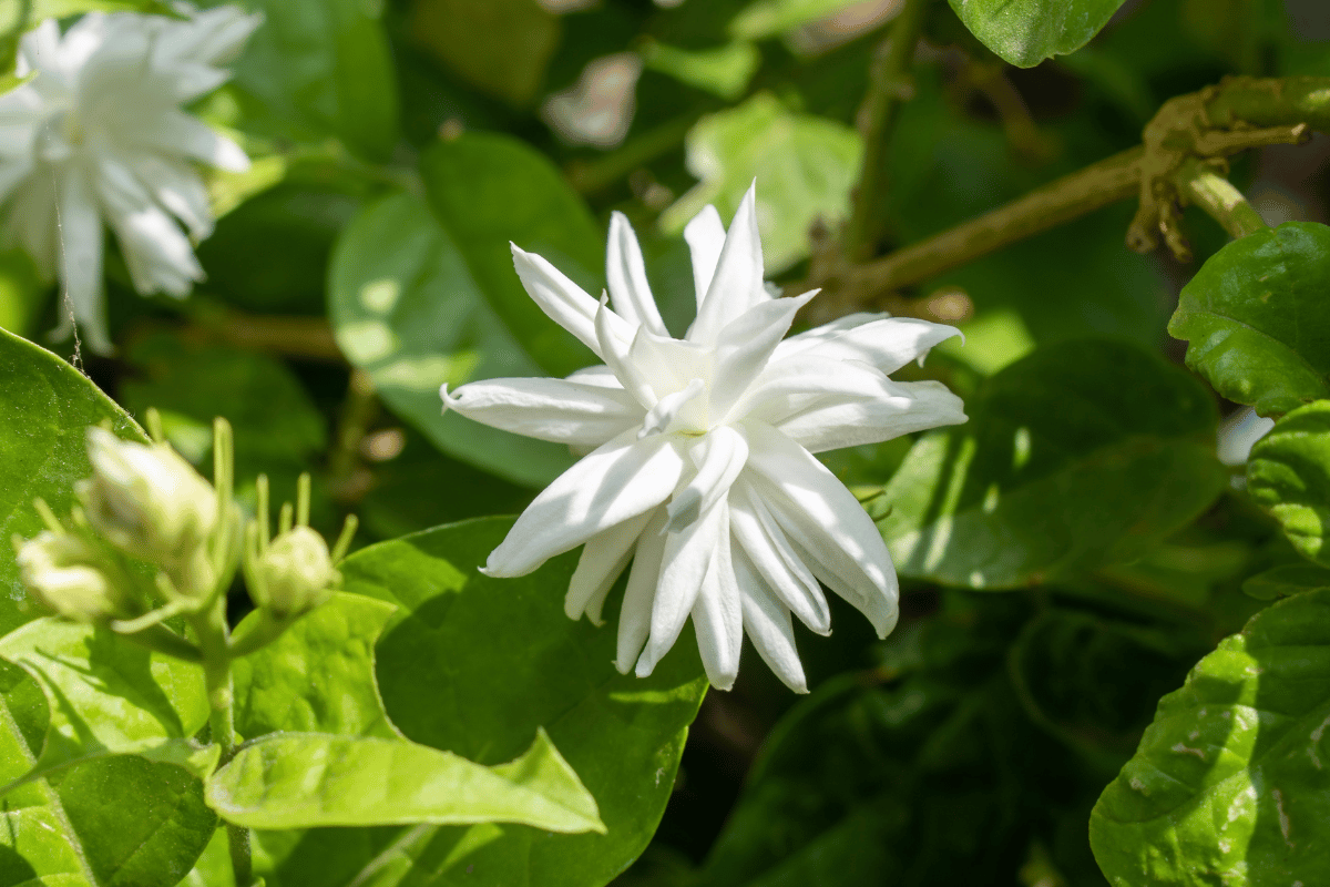 Jasminum%20sambac%20(%CE%B1%CF%81%CE%B1%CE%B2%CE%B9%CE%BA%CE%BF%CC%81%20%CE%B3%CE%B9%CE%B1%CF%83%CE%B5%CE%BC%CE%B9%CC%81%20%CE%B7%CC%81%20%CF%83%CE%B1%CE%BC%CF%80%CE%B1%CC%81%CE%BA).png?1783521176137
