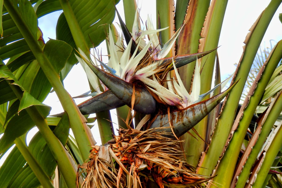 Strelitzia%20nicolai%20%20(1).jpg?1784896591402