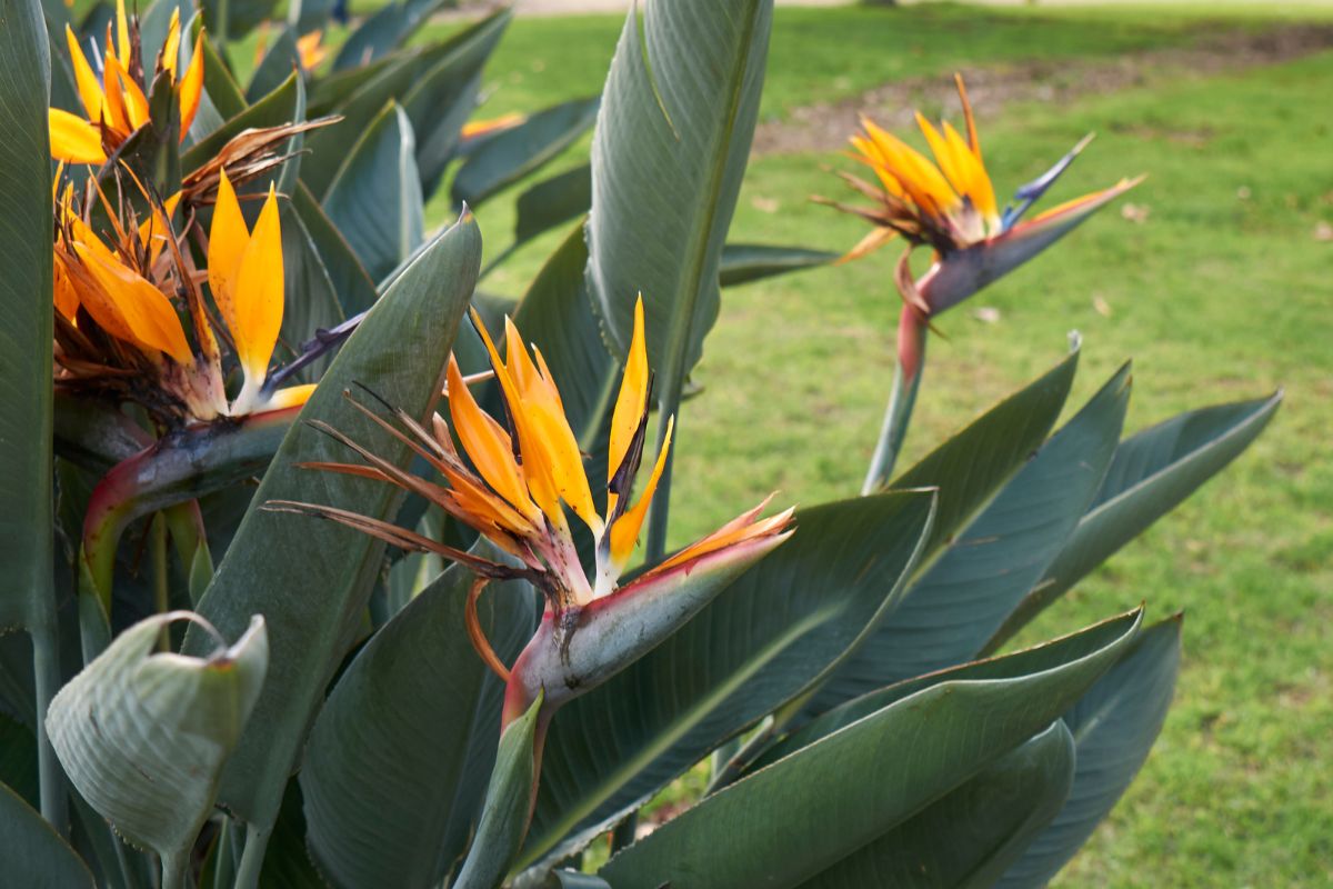 Strelitzia%20reginae%20(1).jpg?1784896538345