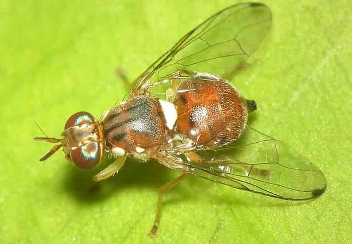 dakos_akmaio_plagia.jpg?1787922751259