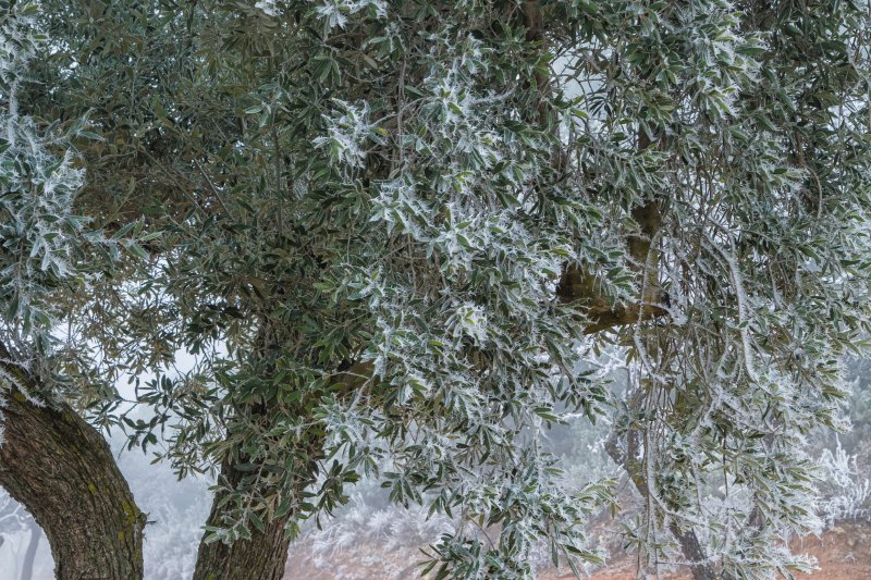 Ελαιόδεντρο με πάχνη στα φύλλα μέσα στην ομίχλη