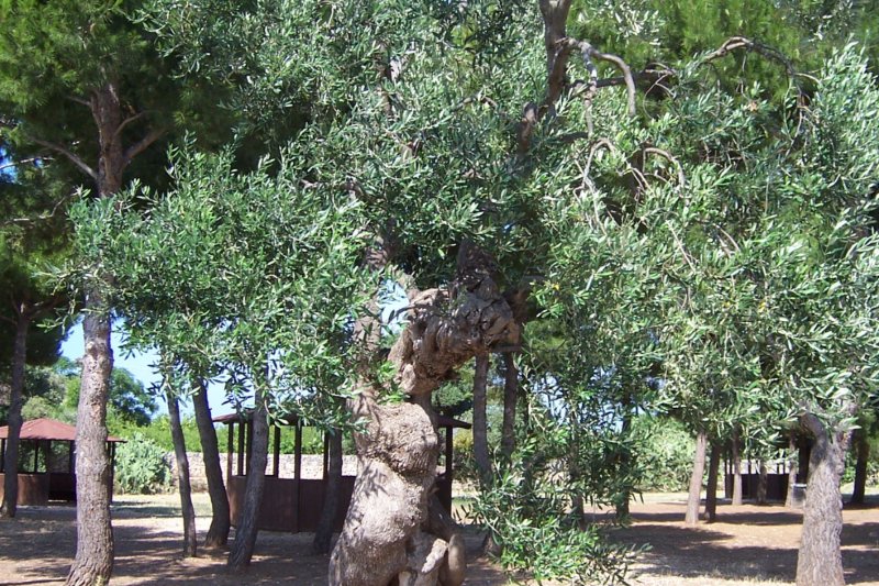 Γέρικο ελαιόδεντρο με στριμμένο κορμό