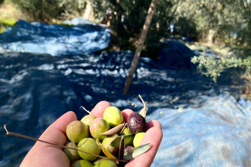 Καρποί ελιάς στην παλάμη πάνω από απλωμένα δίχτυα