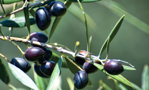 Ώριμοι σκούροι καρποί ελιάς σε κλαδί ελαιόδεντρου
