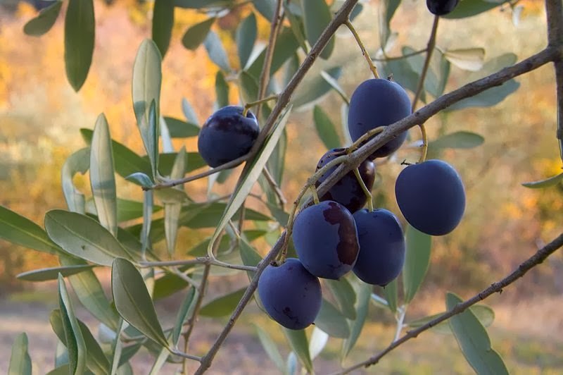 Ώριμοι μαύροι καρποί σε κλαδί ελιάς