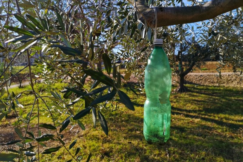 Πράσινο πλαστικό μπουκάλι κρεμασμένο ως παγίδα σε κλαδί ελιάς