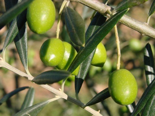 Πράσινοι καρποί σε κλαδί ελιάς