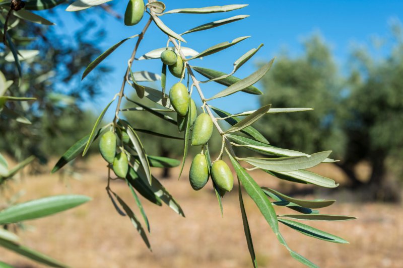 Πράσινοι καρποί ελιάς σε κλαδί με ξερό χωράφι στο βάθος