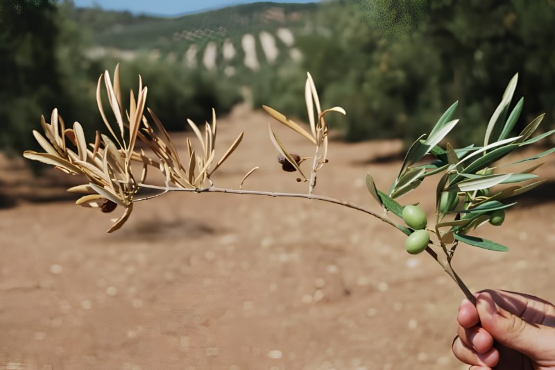 Κλαδί ελιάς με ξερά φύλλα κολλημένα στο ένα τμήμα και πράσινα φύλλα με καρπούς στο άλλο