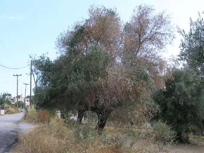 Ελαιόδεντρο με ξερό μεγάλο τμήμα της κόμης και πράσινους κλάδους στο κάτω μέρος