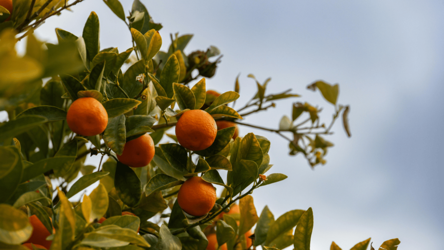 Orange Grove: Οι θερμοκοιτίδες επιχειρηματικότητας ως καταλύτες καινοτομίας στον αγροτικό τομέα