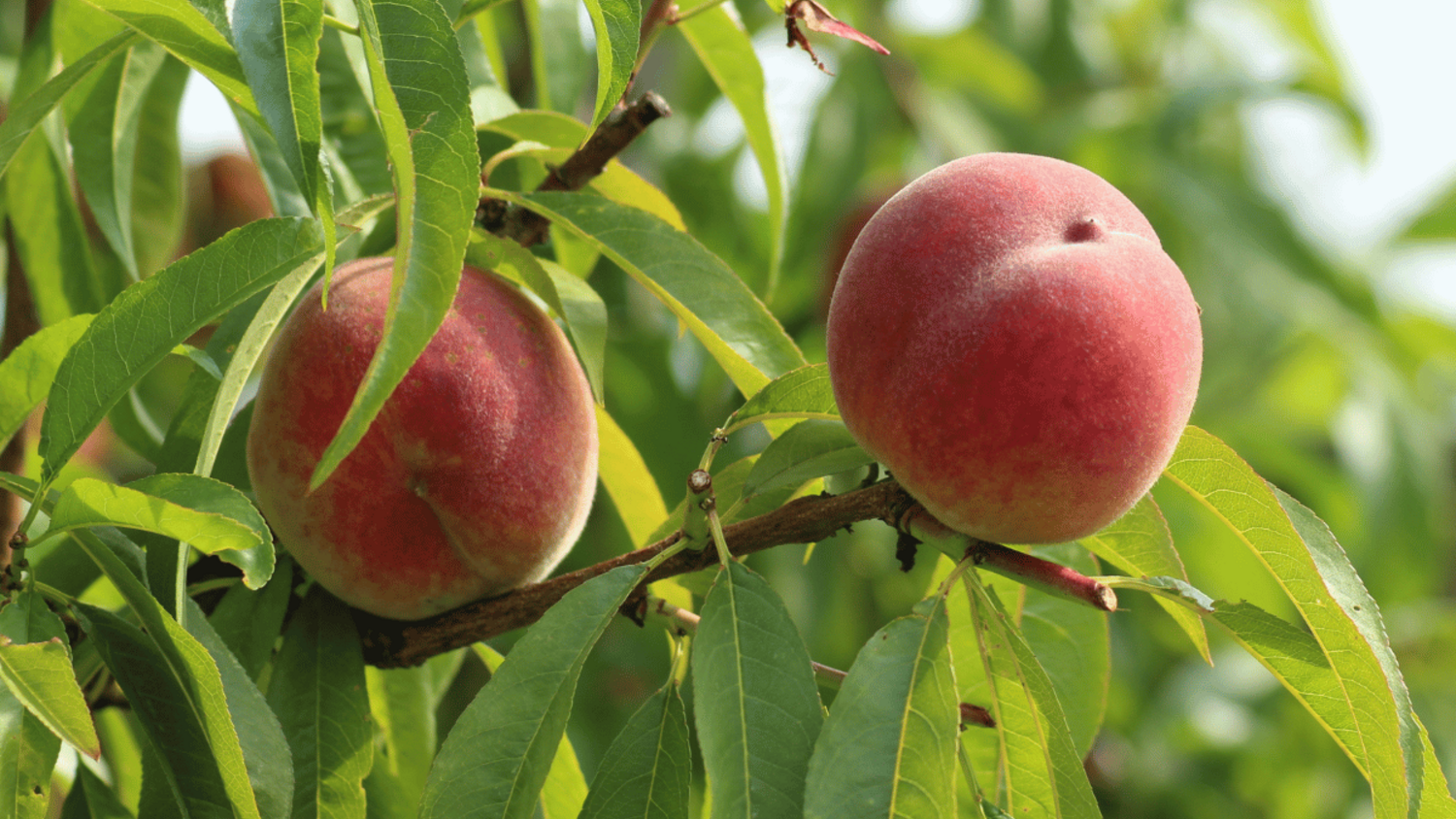 Οι στρατηγικές καινοτομίας της Venus Growers