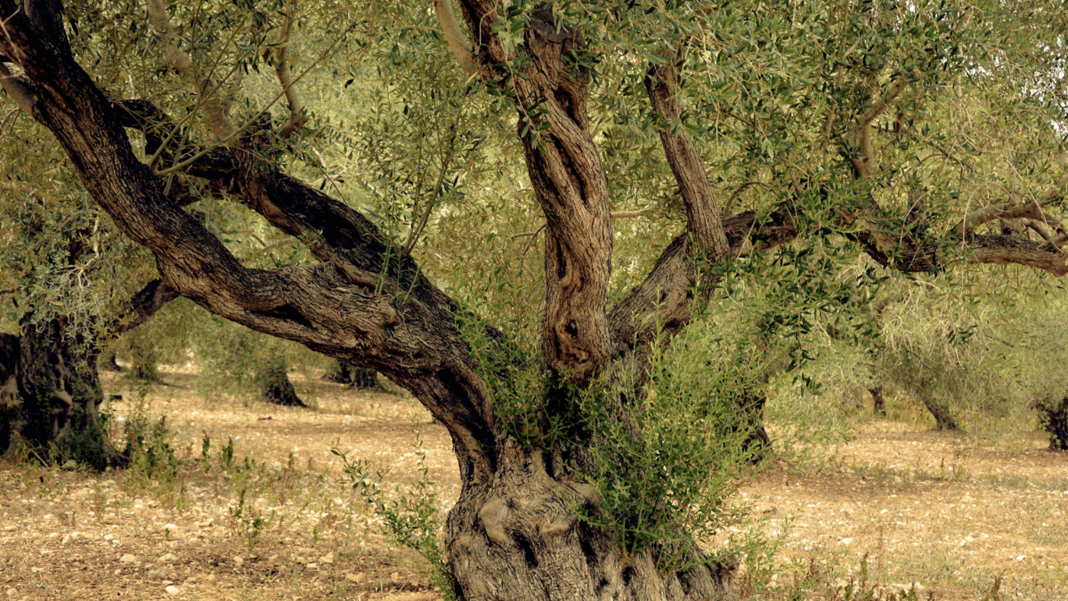 Σκευάσματα για τον ρυγχίτη και την καρπόβια γενιά του πυρηνοτρήτη στην ελιά