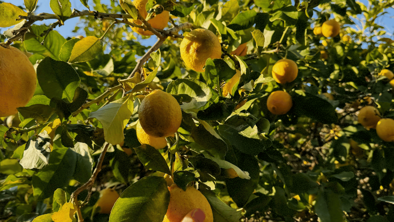Γιατί πέφτουν τα φύλλα της λεμονιάς