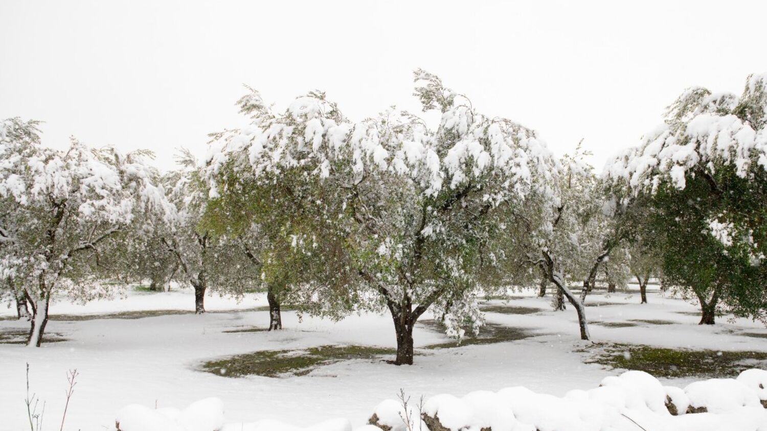 Ελαιώνας σκεπασμένος με χιόνι
