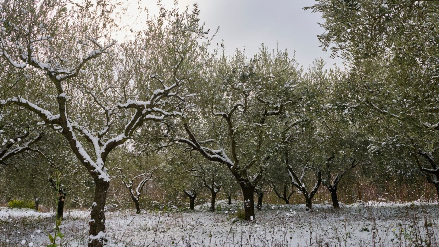 Ελαιώνας με χιόνι στα κλαδιά και στο έδαφος