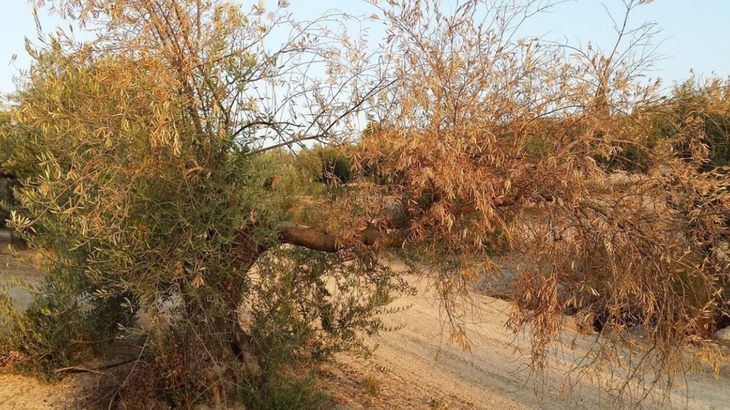 Ελαιόδεντρο με ξερά κλαδιά στη μία πλευρά της κόμης